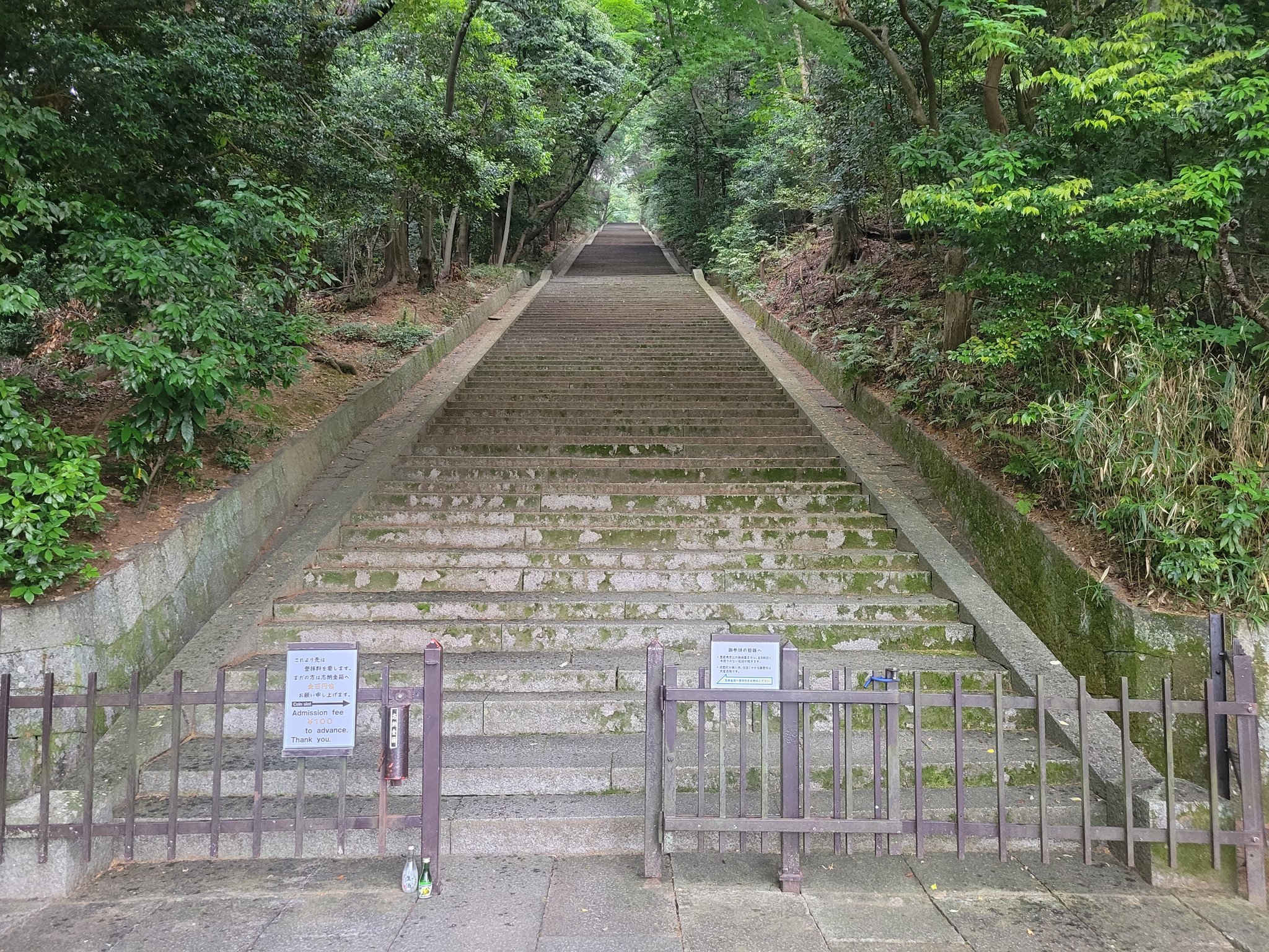 rato de orelhas-de-folha