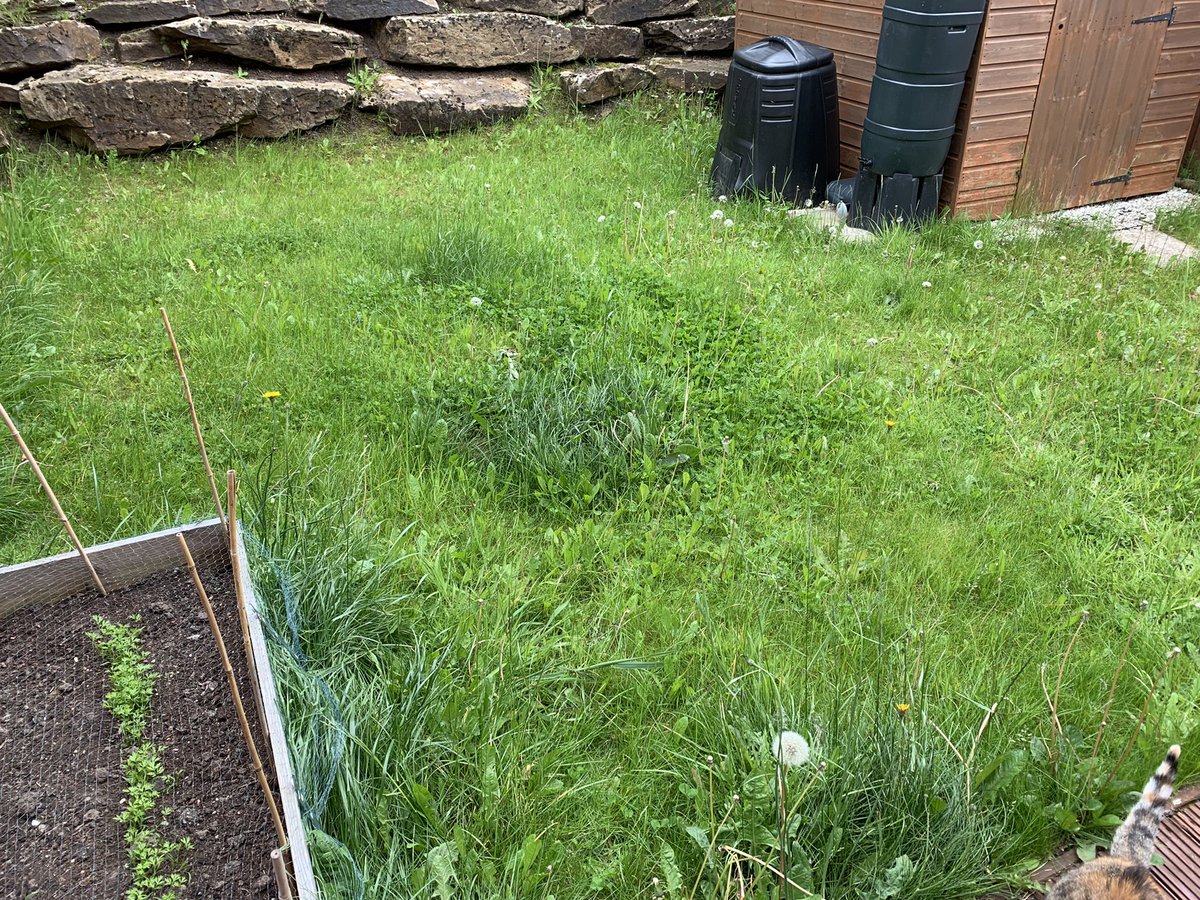 Need to cut the grass...