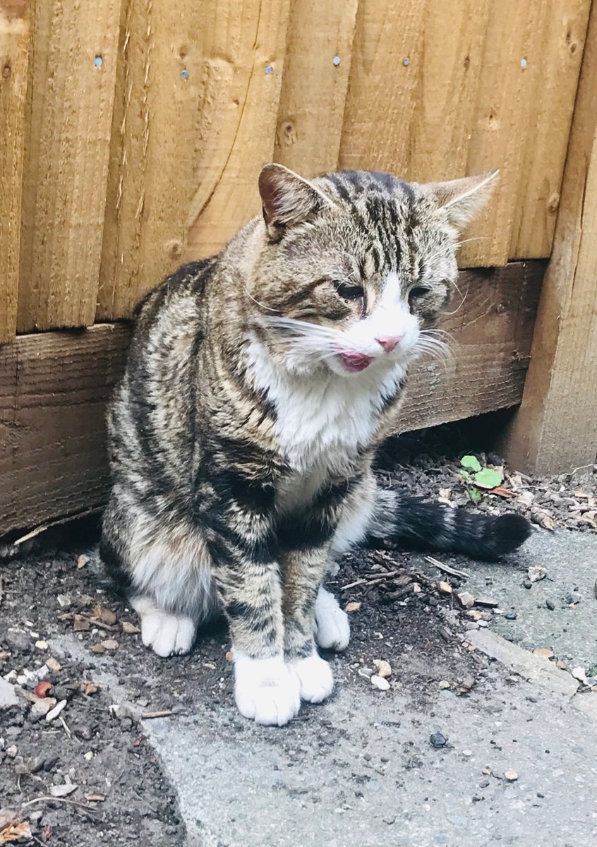 lamerton_el's tweet photo. Lost tabby/white cat in north Twickenham on Whitton road @TwickenhamPets https://t.co/lx0BJOAWeB
