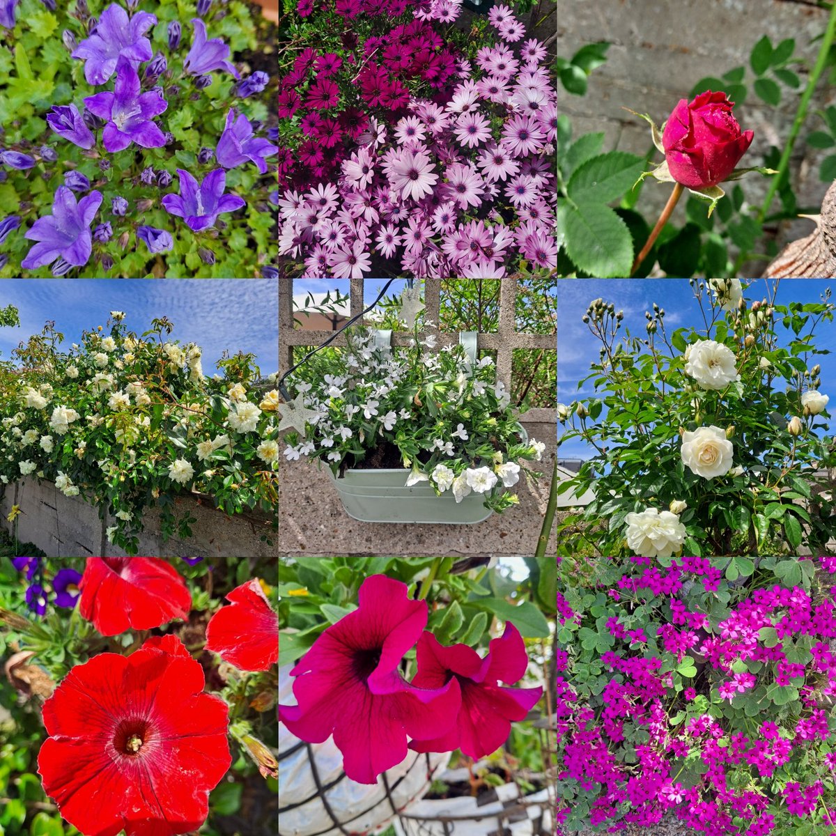 Dr Jo Horne tweet media