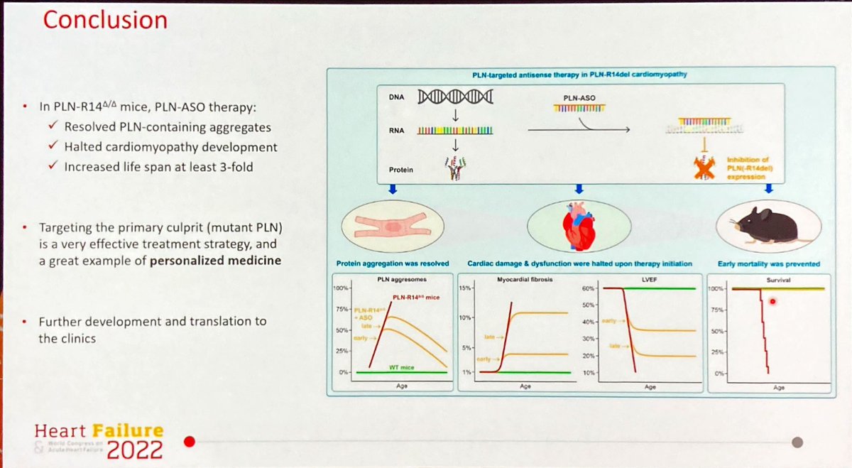 Laura Meems (@laurameems) on Twitter photo YIA Basic Science-
✔️ PLN cardiomyopathy is a pathogenic cause of HFrEF
Treatment with PLN-ASO,
✔️ reduces PLN protein aggregates and fibrosis
✔️ improves cardiac function and life span, in early and advanced disease
#HeartFailure2022 <a href="/escardio/">European Society of Cardiology</a> <a href="/CardiologyUmcg/">UMCG Cardiology Research Institute</a> <a href="/timeijgenraam/">Tim Eijgenraam</a> YIA Basic Science-
✔️ PLN cardiomyopathy is a pathogenic cause of HFrEF
Treatment with PLN-ASO,
✔️ reduces PLN protein aggregates and fibrosis
✔️ improves cardiac function and life span, in early and advanced disease
#HeartFailure2022 <a href="/escardio/">European Society of Cardiology</a> <a href="/CardiologyUmcg/">UMCG Cardiology Research Institute</a> <a href="/timeijgenraam/">Tim Eijgenraam</a>