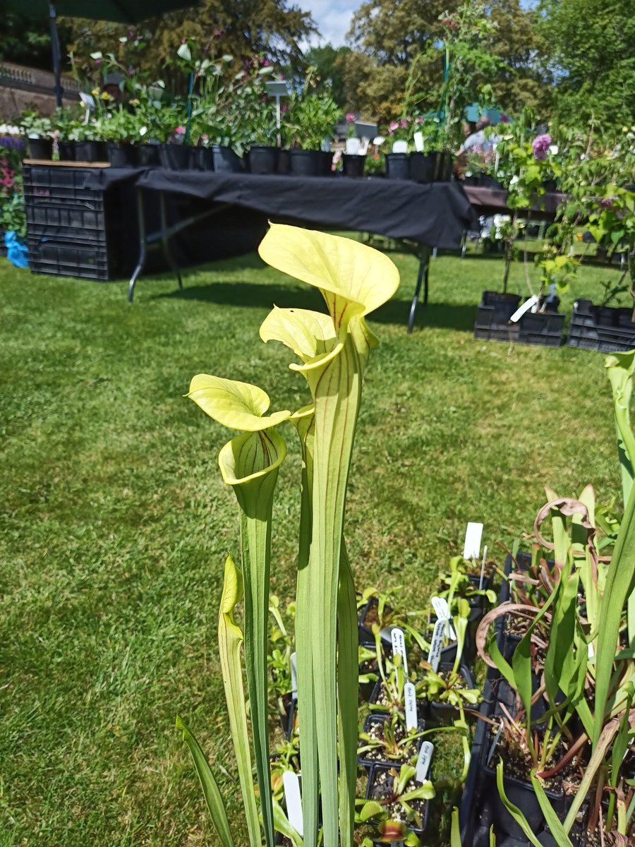 wiveycarn's tweet photo. @Americanmuseum North American pitcher @RarePlantFair https://t.co/5UeQuf5924