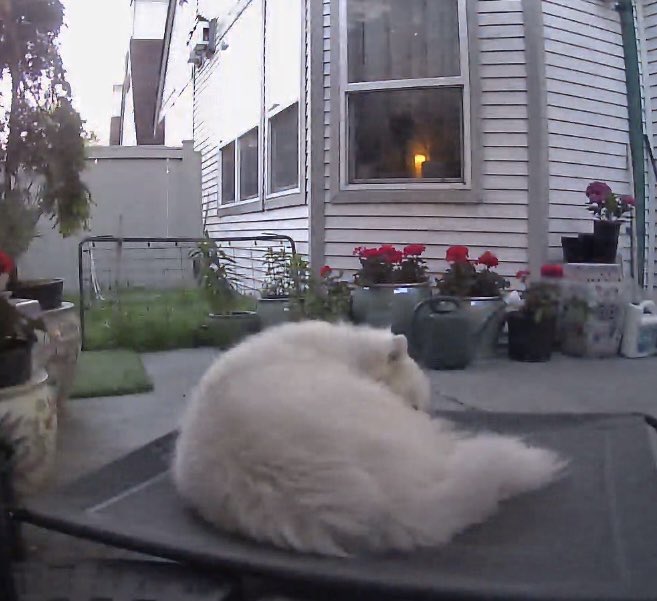 Xibee's tweet photo. Who else has a giant stealthdog? 
I don’t hear her going right by me &amp; suddenly she’s out there?. She does this all the time. How can she be so quiet with those big poofy paws??
#landcloud https://t.co/c7kmZPGM4N