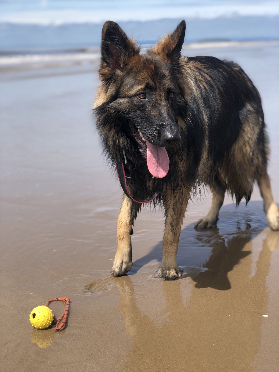 renoandme's tweet photo. Happy day 😊🐾 ball and a beach 😍🐾
#germanshephard #gsd #germanshepharddogs #dogsfortwitter #twitterdogs #sundaydogs https://t.co/4Qa6z5paqk
