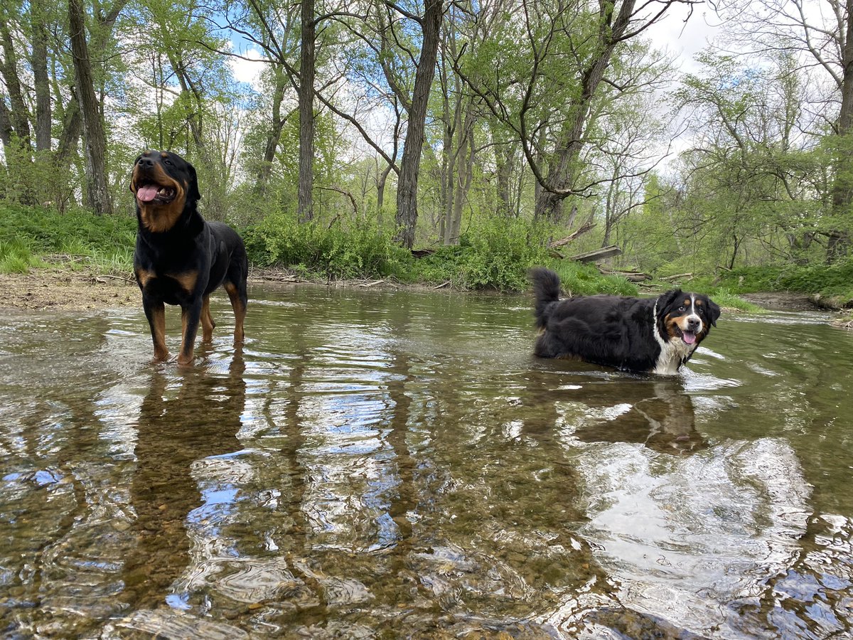 FluvialLara's tweet photo. A day late but here are my two rescue pups #NationalRescueDogDay ❤️ https://t.co/9bKnhGztoX