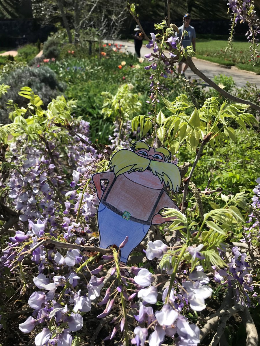 mrsdirvin's tweet photo. Catching some rays at beautiful Biltmore Gardens, home of the nations first managed forest #flatlorax #APES #speakforthetrees #stopdeforestation  @mrsdirvin @UCVirtualNC @AGHoulihan @MarvinRidgeHSNC @CATAMonroeNC @PiedmontHSNC  @BiltmoreEstate https://t.co/2lAX8KX3Wp