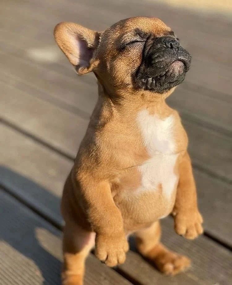 frenchie_heaven's tweet photo. Sunny days 🌞🐾😍
#frenchie #FrenchieofTwitter https://t.co/Ku9CvlJFhf