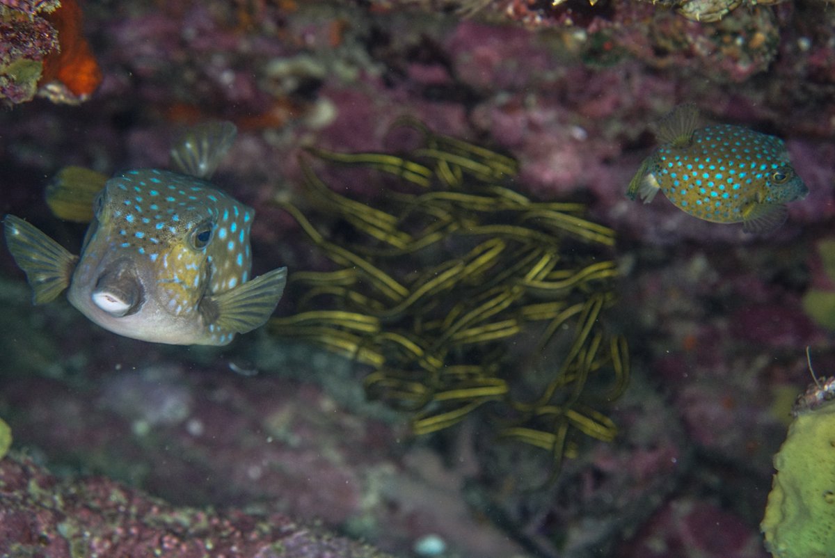 sshze's tweet photo. May 04, 2022
こんなカオスは、よくあることです🐡
#素潜り #シュノーケリング #snorkeling #kanagawa #湘南 #真鶴 #琴ヶ浜 #真鶴琴ヶ浜
#sonya6000 #ilce6000 #sel35f18 #meikon #fisheye #lightroom https://t.co/DUc9wUGSYC