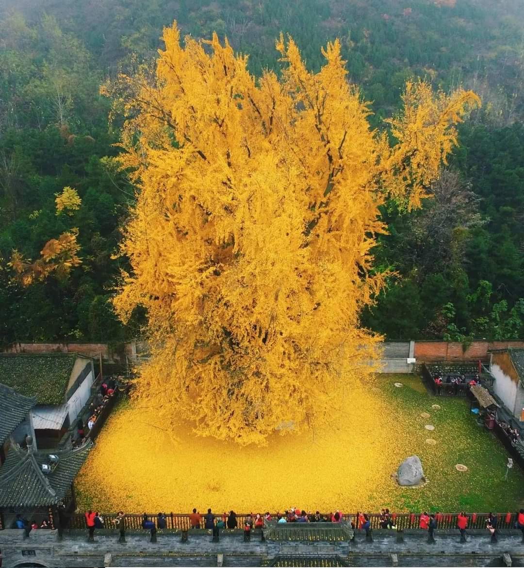 archeohistories's tweet photo. This is the 1400 year old ginkgo tree located at Gu Guanyin Buddhist Temple, in Zhongnan Mountain region of China.

#archaeohistories https://t.co/Rqzf28OHTK