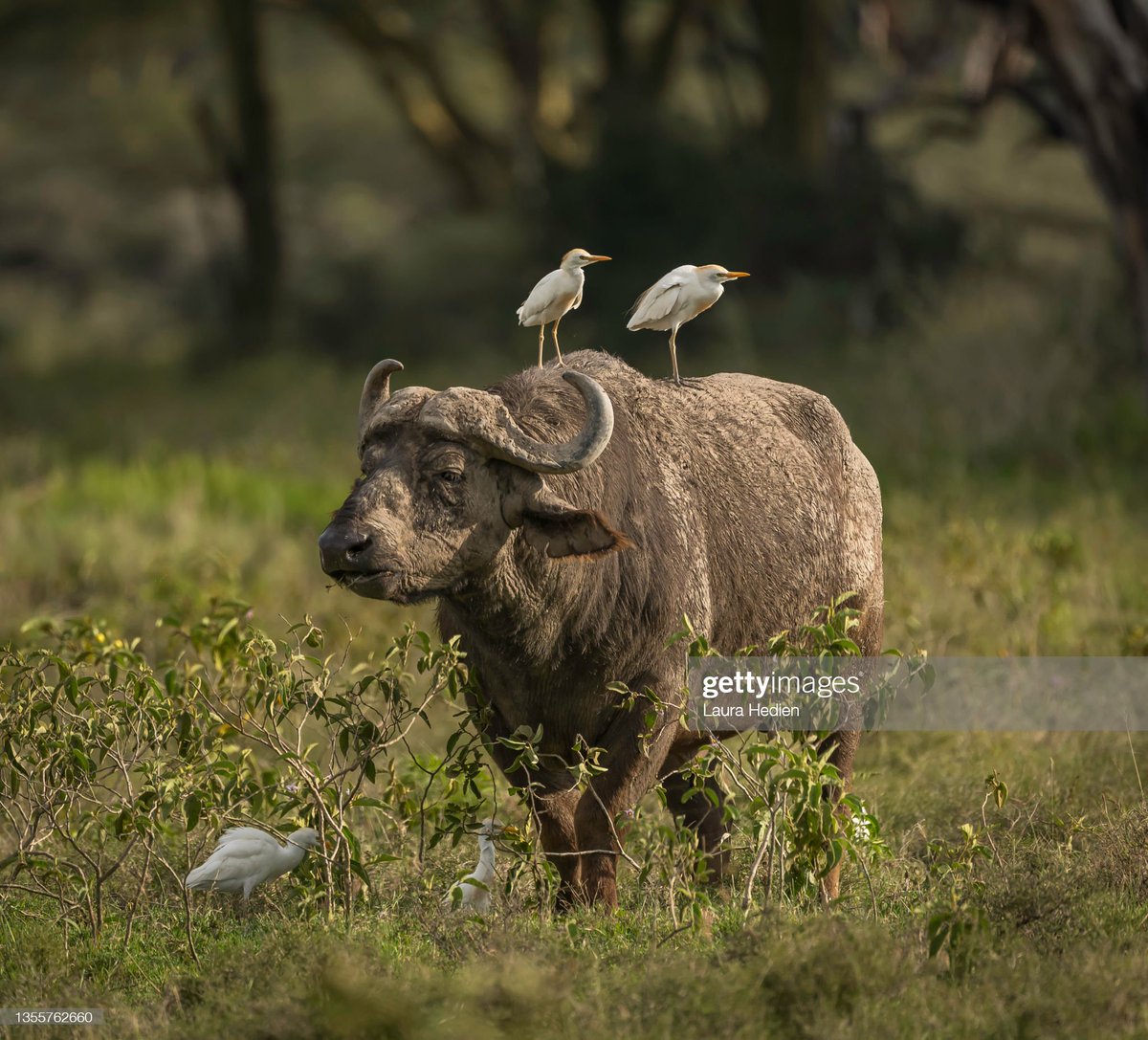 Johnny0997's tweet image. Štasný 22. květen 🌺Světový den biodiverzity🌎💚🐂🐦&quot;Budování sdílené budoucnosti pro veškerý život&quot; Lidské chování je potřeba změnit-což by mělo zahrnovat přechod k rostlinné stravě 🌱 #InternationalDayforBiologicalDiversity #SaveTheEcosystem