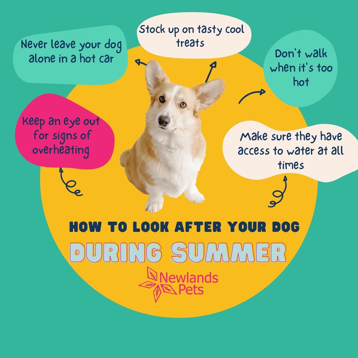 NewlandsPets's tweet photo. How to keep your dog cool and comfortable in the heat ☀️ 

With the weather heating up, it's important to keep an eye out for signs of heat stroke and make sure your dog is comfortable throughout the summer months! 🐶 

#dog #puppy #heat #summer #dogsummerguide #sun #newlandspets https://t.co/IPPtkLKonz