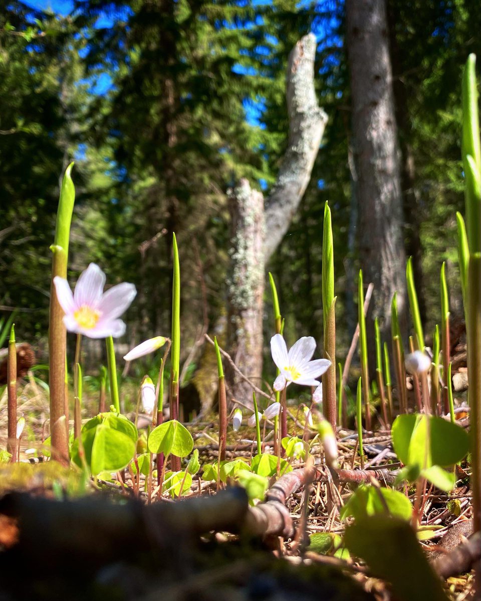 Hyvää #LuonnonMonimuotoisuudenPäivä ä