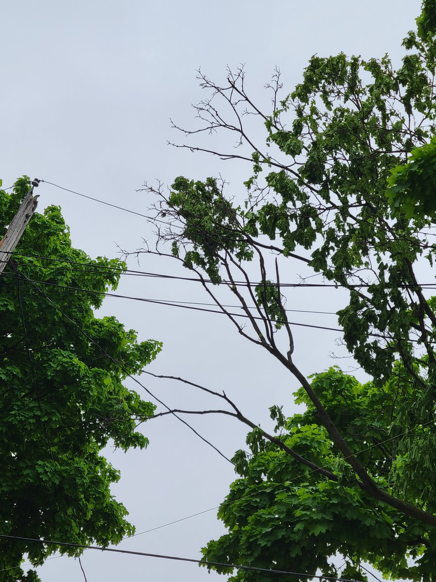 mrsmorgan2007's tweet photo. @TorontoHydro Here are pictures of a broken tree branch that is resting on the power lines @ 16 Marblehead Rd.   We have previously notified and are still waiting for response.  The neighborhood has no power. https://t.co/2PgQfEsT7F
