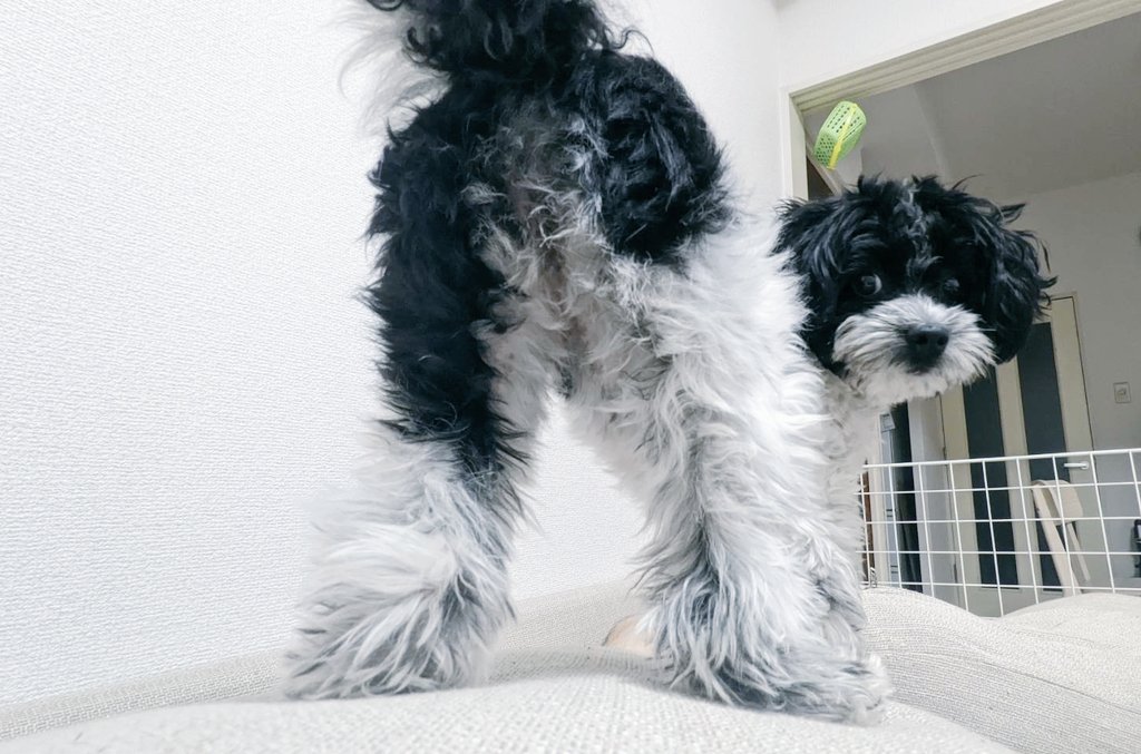 けしからんおちり