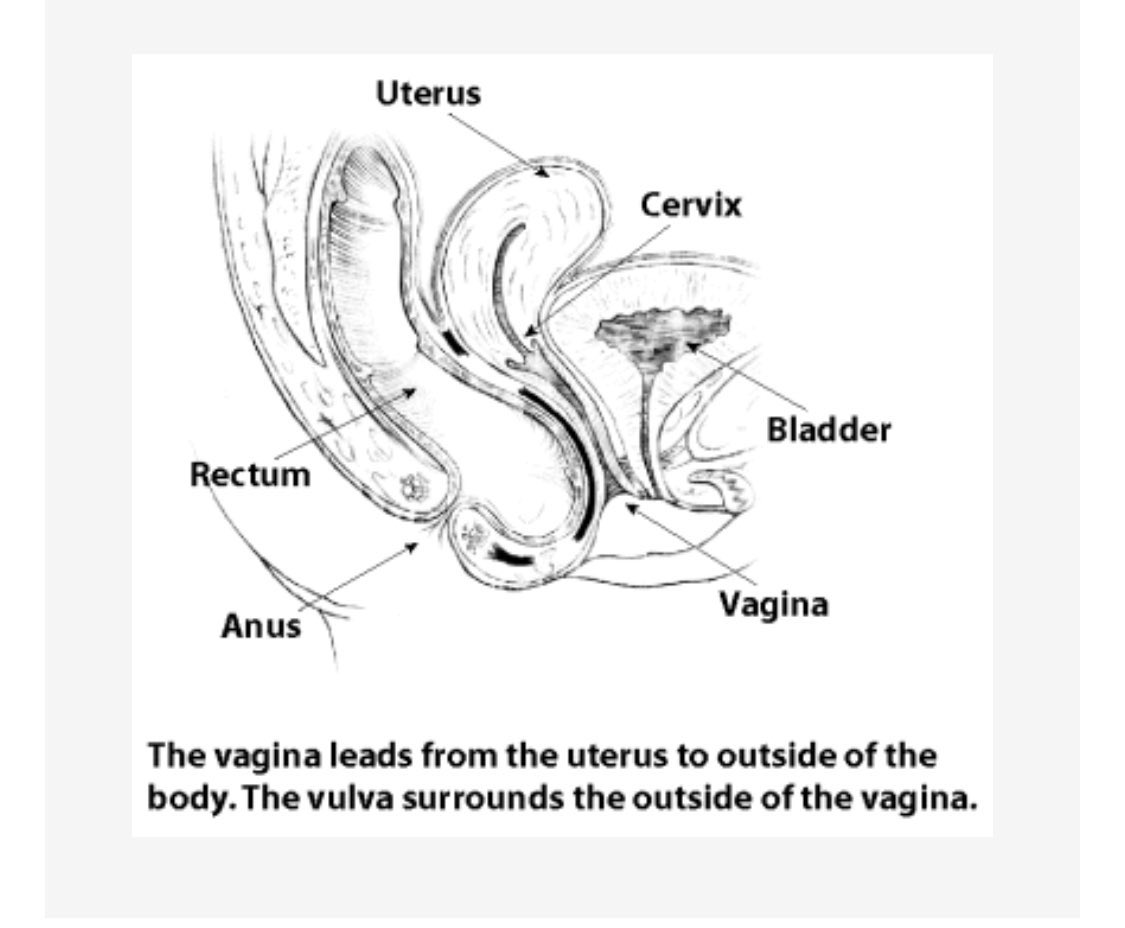 dr_adetountanni's tweet photo. GET REALLY FAMILIAR WITH YOUR VAGINA 👌 #HEALTH #HealthForAll #VAGINALCARE #organofthebody #female #femaleorgans https://t.co/sewsykR8XB