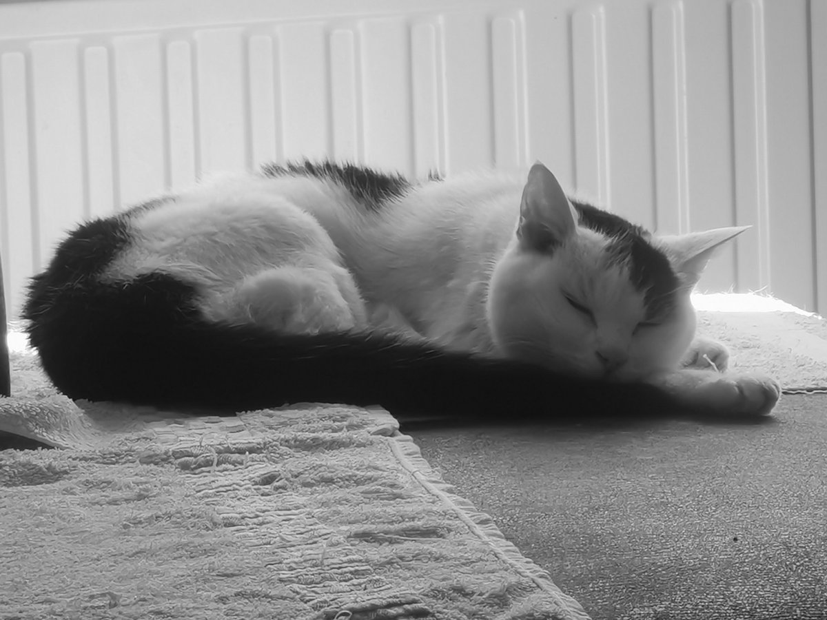 Leetje72's tweet photo. Onze allergrootste vriend is er niet meer.
💔 https://t.co/WLQ7gJFLWA