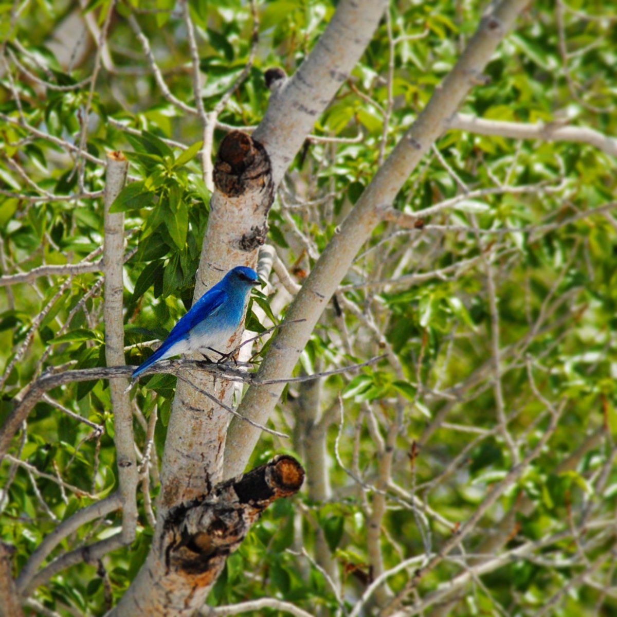 Advise from a #Bluebird
Rise early. Spread a little happiness. Keep a song in your heart. Think #spring. Be colorful. Feather your nest with friendships. The sky's the limit!
#Colorado #MountainBluebird #Photography #Nature #NaturePhotography