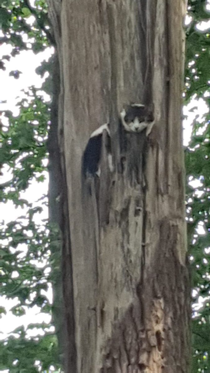 Met spoed zoeken we een boomklimmer in #Amsterdam kat zit al twee dagen vast, brandweer en wij kunnen er niet bij