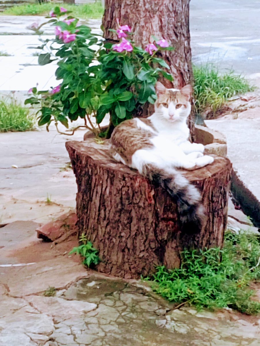 OLHA só minha Michelle. Essa não viaja pra Israel com seu maquiador não...