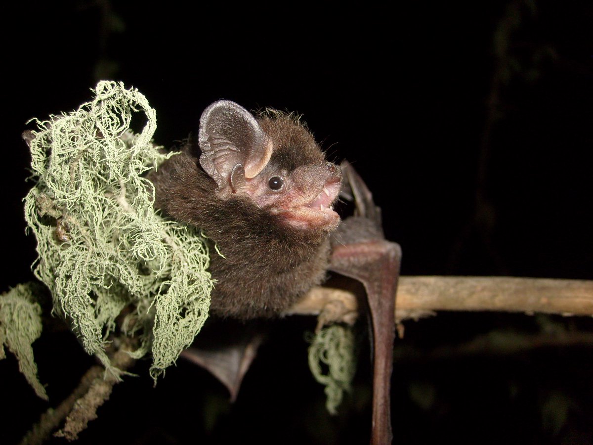 Have you registered for the joint IBRC/NASBR meeting yet? We’ve extended early registration until May 31. Come join &gt;500 bat friends from 48+ countries! Symposia, workshops, social functions, excursions and lots more…
 
Lasionycteris noctivagans; Liam McGuire