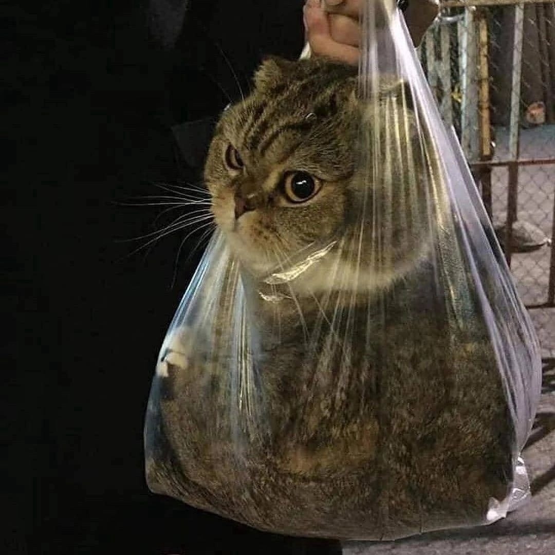 Кот падлюка