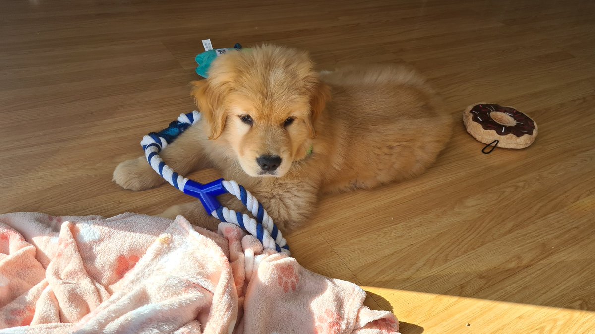 Oi conheçam meu filho Benji 🐶
Ele é um Golden Retriever e está com 2 meses ❤️