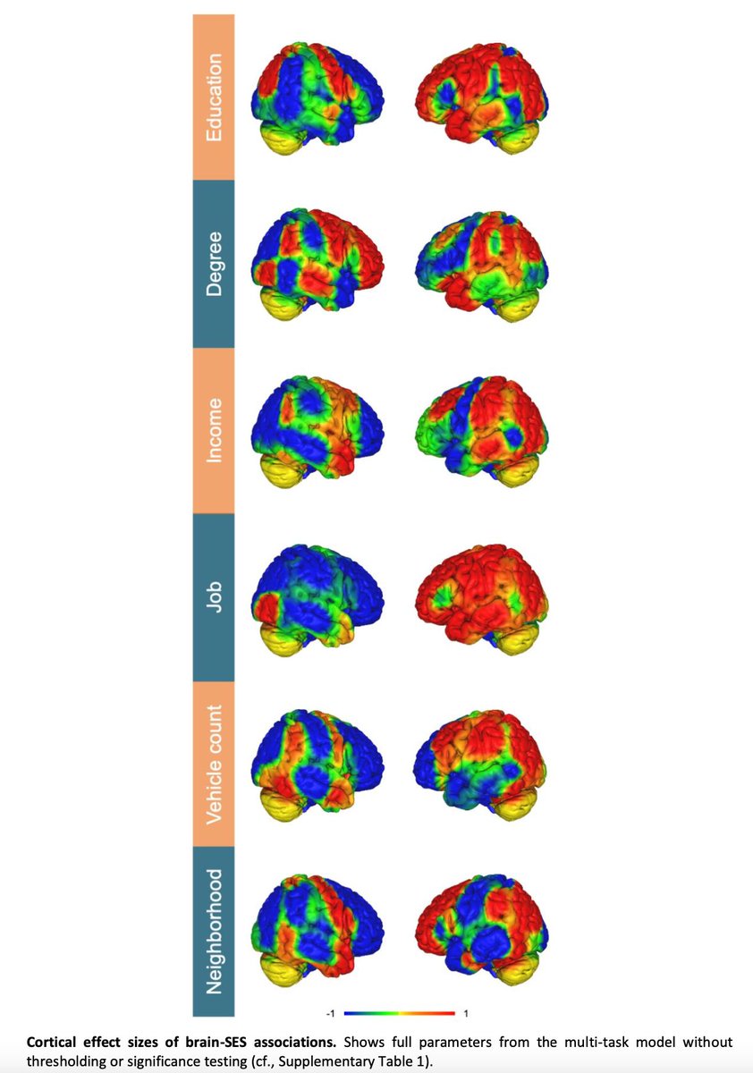 This figure makes the core effect of brain asymmetry in SES more clear - I should have posted this one.