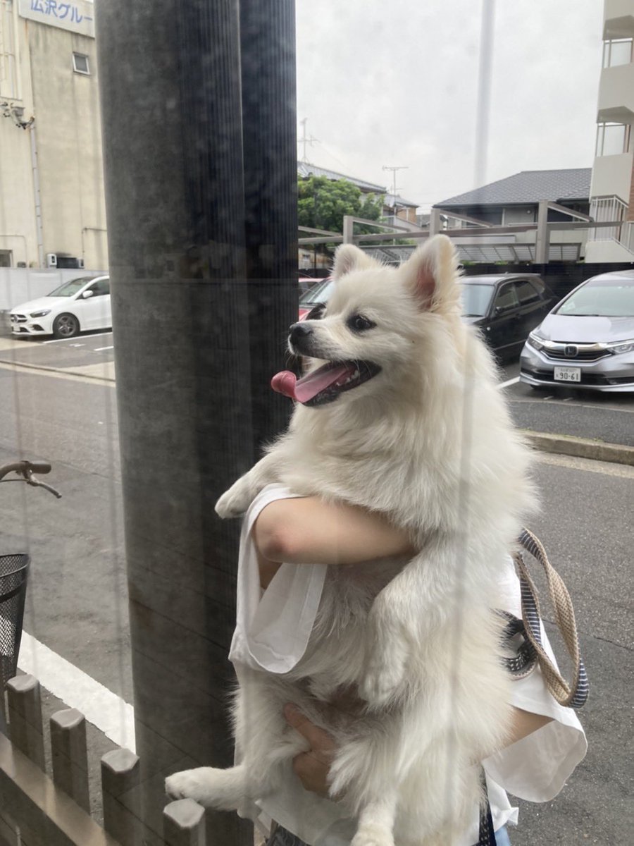 小型犬のポメラニアンが先祖返りして デカポメ になる子がいるらしい デカポメ大集合でかわいい祭りに Togetter