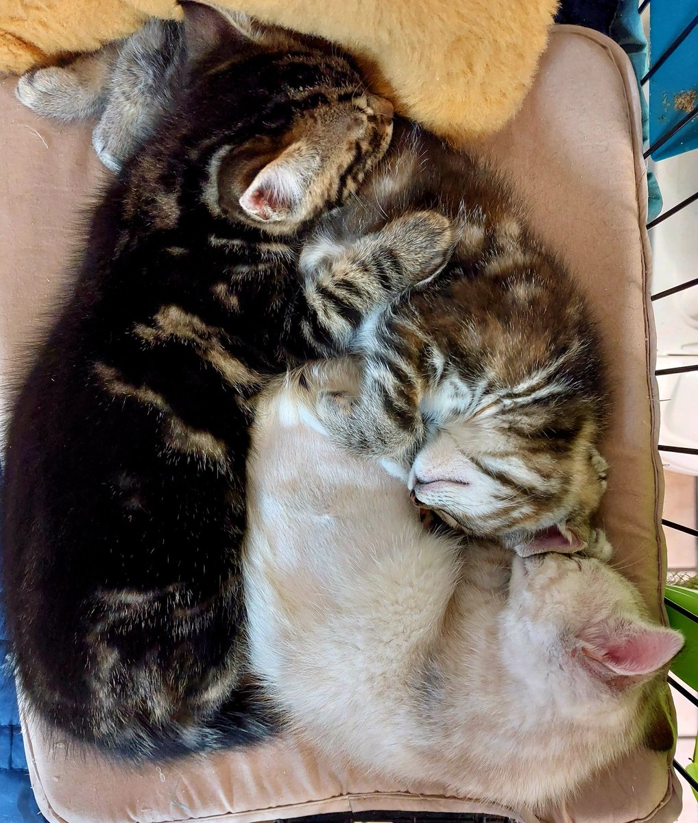 Chats_Du_Quercy's tweet photo. Chatons très beaux et heureux, câlins et gentils.
Trouvés abandonnés, Tammie et Tiggy seront adoptés ensembles, deja sterilisés, vaccinés et identifiés
Identification :
40 250269590885546 Tiggy(tigré foncé)
41 250269590885556 Tammie(siamoise) 2/2 https://t.co/myq3cNQYGG