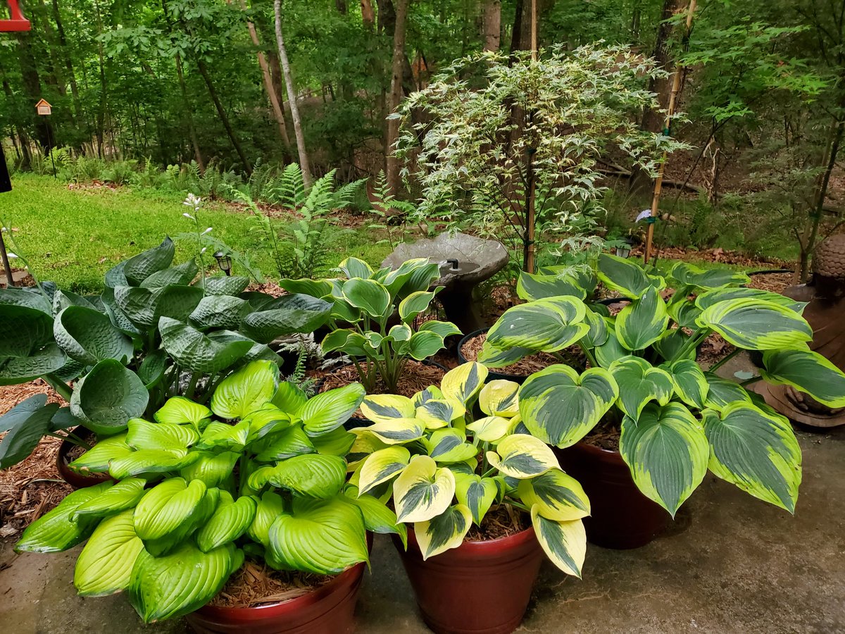#patio hosta #garden. Life is better with #hosta around.