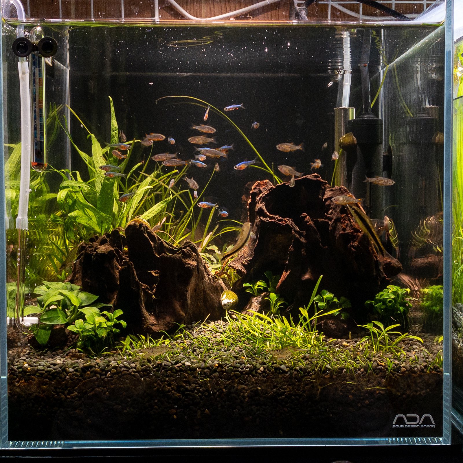 Aqua Huckchan 連休中に買った流木 バケツに浸けて3週間も経つってのに沈まないもんだから 下に石をくっつけて無理矢理沈めました 立ち上げて8か月も経つのに全然育たない水草たちよりましか ただ これといった計画はなく せっかく買ったんだから