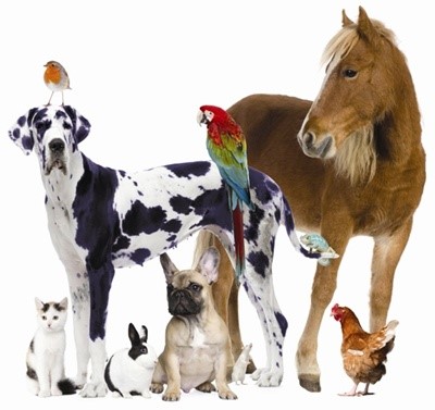 stmarylb's tweet photo. Come to our Pet Service tonight at Nightmare bar at 7:00pm. Why not take part in our raffle as we raise funds to replace rotten and leaky downpipes. See you there! https://t.co/LNg7yROkbI
