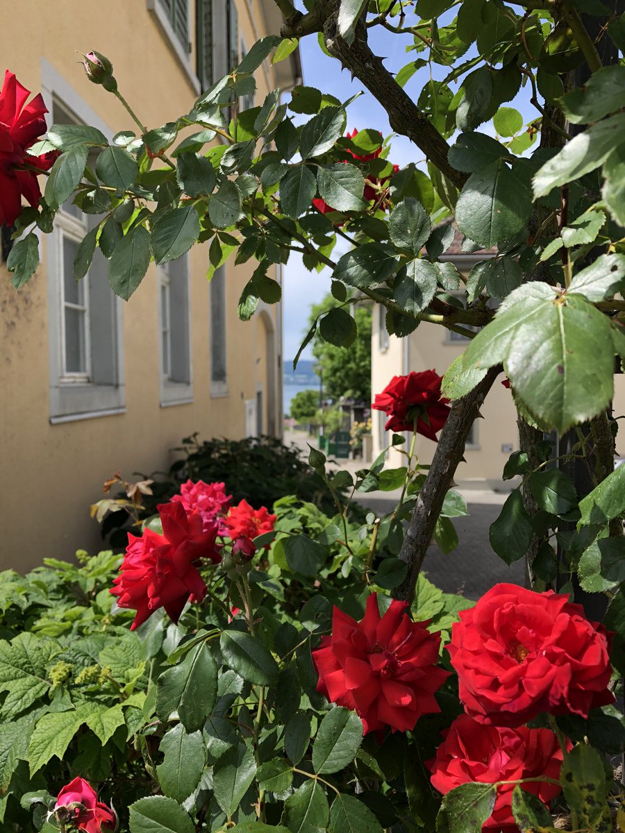 Bwasiliewgmail1's tweet image. #Schweiz #Arenenberg