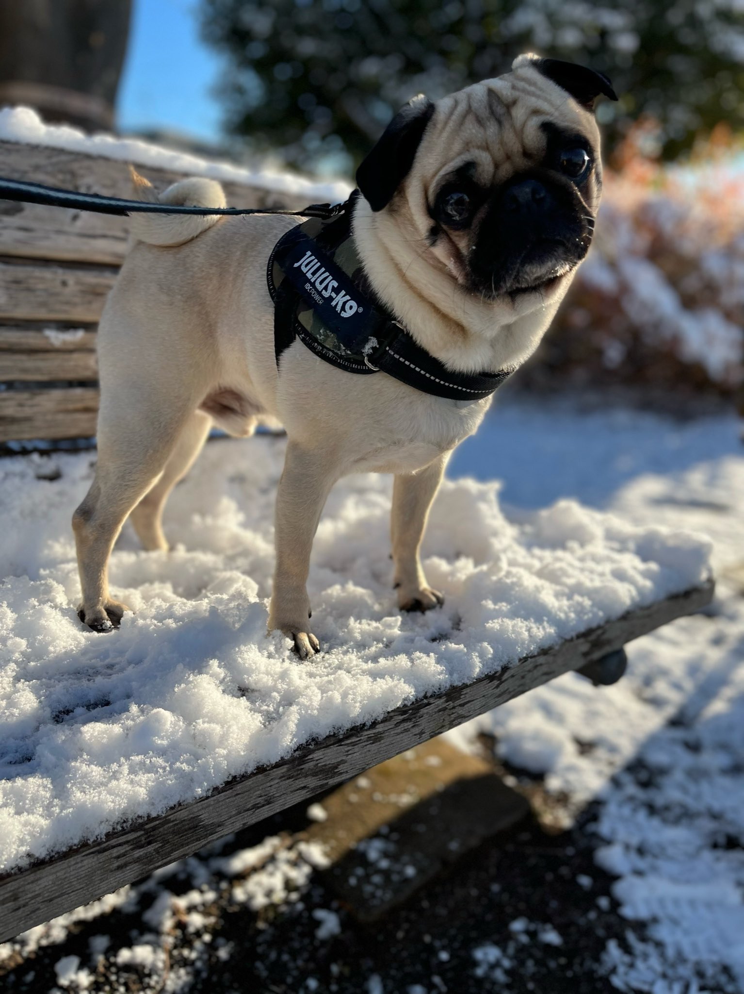 Monamiso とある雪の日のふたり パグ ペキニーズ 多頭飼い T Co Asgthcc9ky Twitter