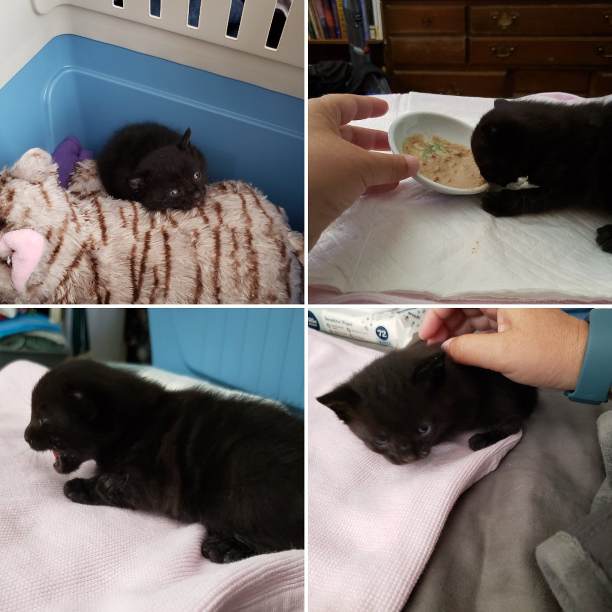 Athena777Daz's tweet photo. @CherryWallis This is my foster kitten Toby 🙂. This one is going to be hard to give back 🙂. I'm glad you've found yours. https://t.co/YikwnDQ0e0