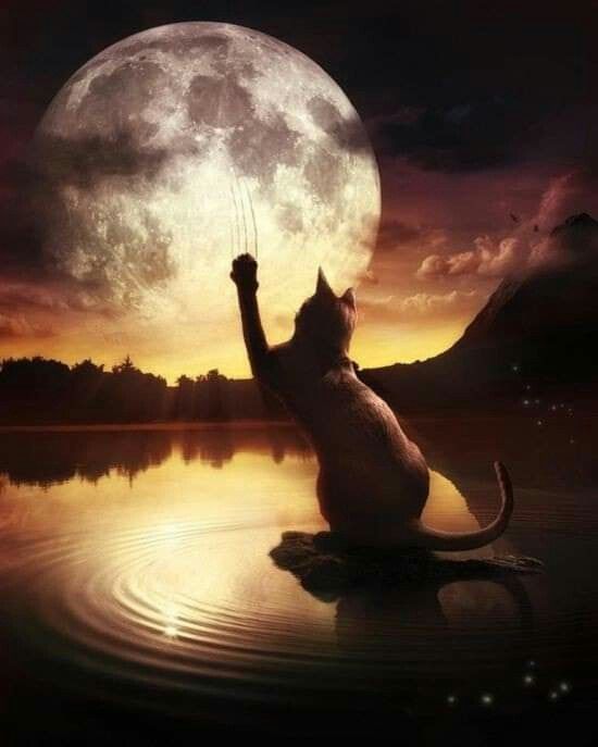 Il faut toujours viser la lune, car même en cas d'échec on atterrit dans les étoiles. Oscar Wilde #photo #CatsOfTwitter #cats