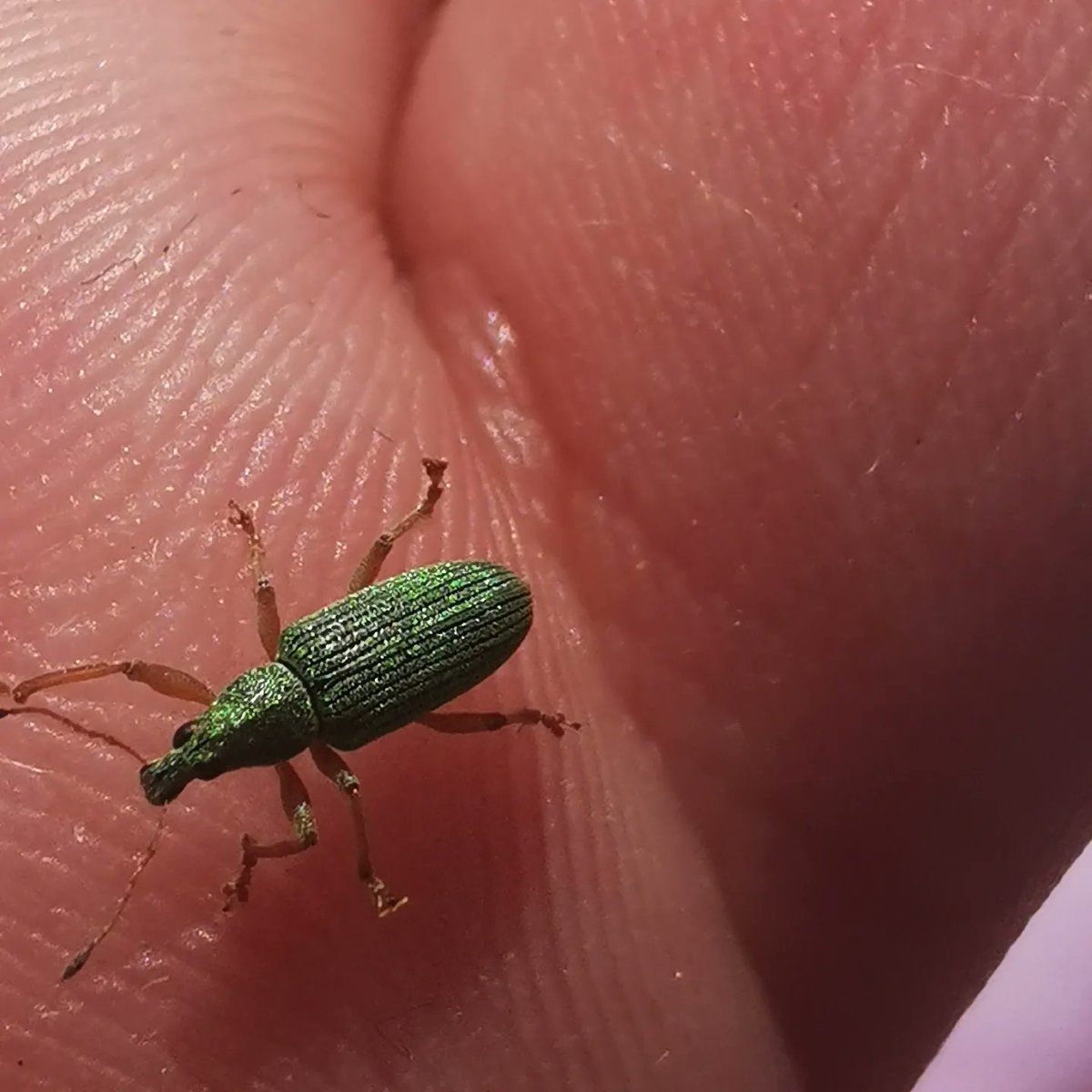 ChrisVoiceover's tweet image. Beautiful visitor whist basking in #sundayvibes. Oh... And in the words of @bazluhrmann, 🎶come what may🎻 #wearsunscreen 🙌🏽 #IfYouKnowYouKnow