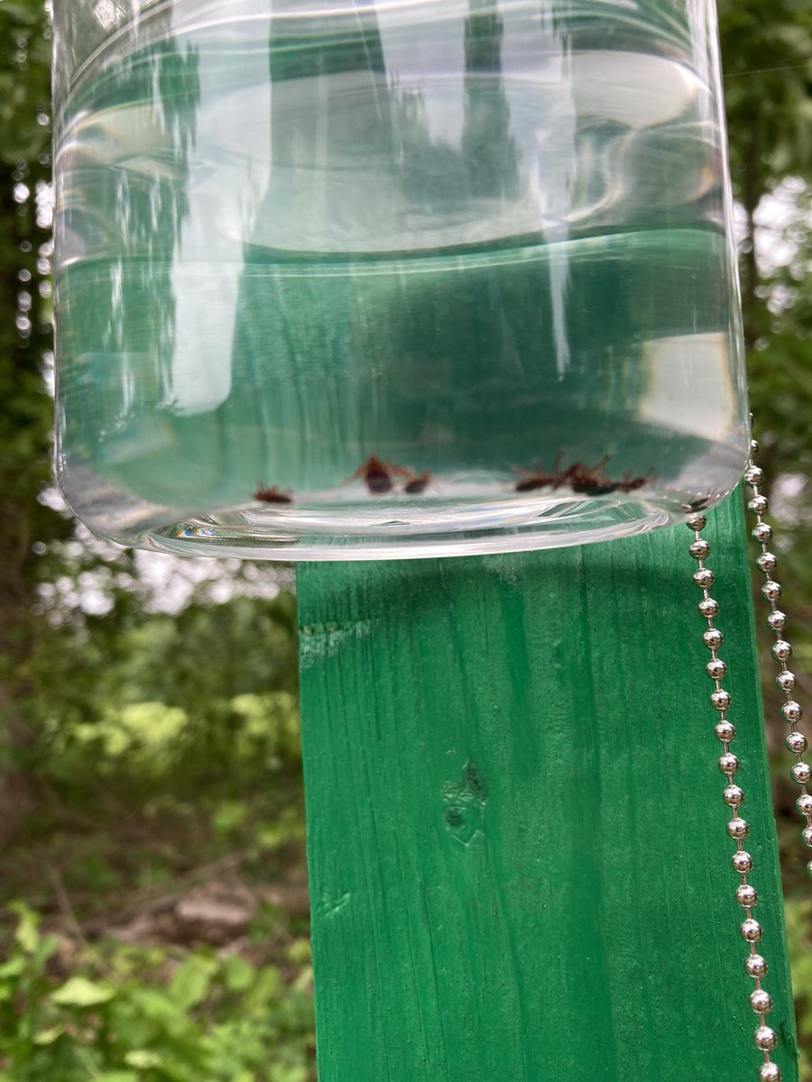 I really LOVE the new pick-off-your-ticks stations that have been installed in our <a href="/CbusMetroParks/">Columbus Metro Parks</a> 😍 with tick ID info, tweezers, and a jar for surveillance! I see some D. variabilis inside so ppl are using these stations!!