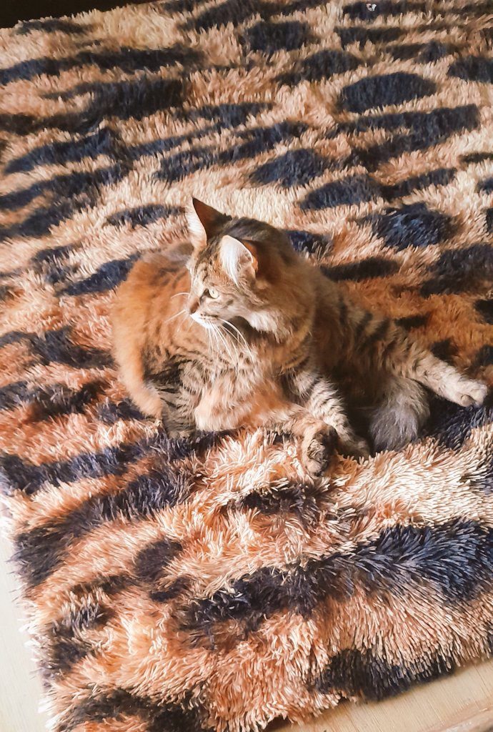 mrstibbs11's tweet photo. Blend in with your surroundings https://t.co/eUQ68DuBhW