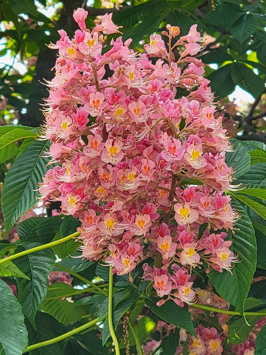 JPM_Mattai's tweet image. #MayPatternChallenge