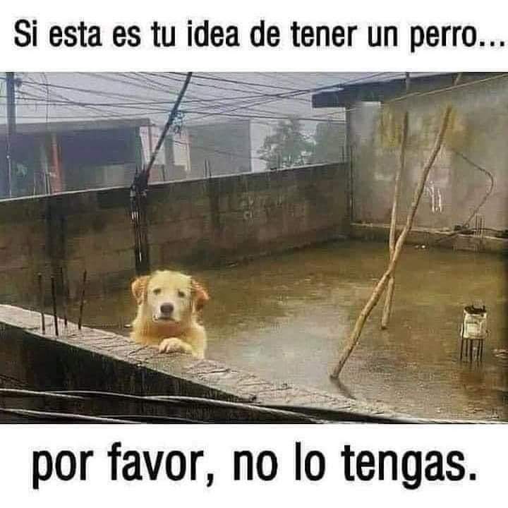 Sabueson's tweet photo. No se vale https://t.co/ErI0HQiaJ3