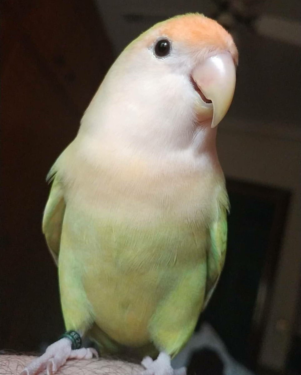 oscarrodricob's tweet photo. Se nos ha escapao el Niki :( por favor si alguien lo ve que me contacte, aqui os dejo una foto suya. Toda difusion se agradece ❤️ https://t.co/Nk4CLXhi8G