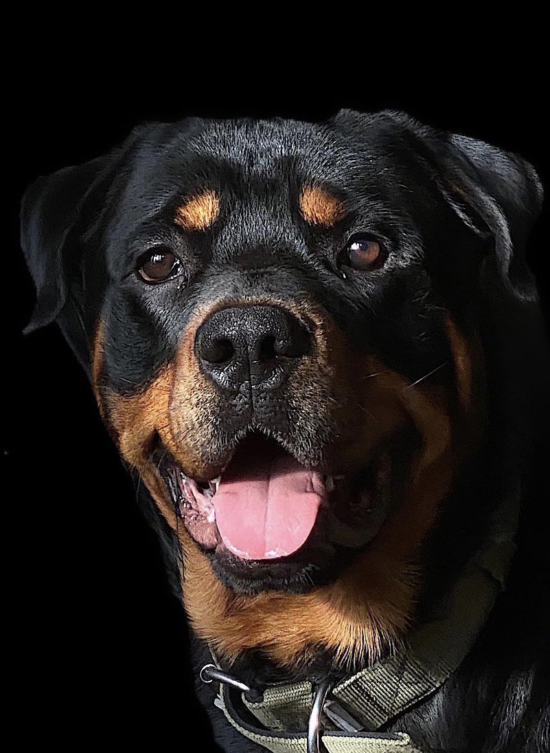 alidigneyafc's tweet photo. Big Stanley is now 19 months old. 💚🐾 

Photo taken by my daughter https://t.co/Hn3s23bERX