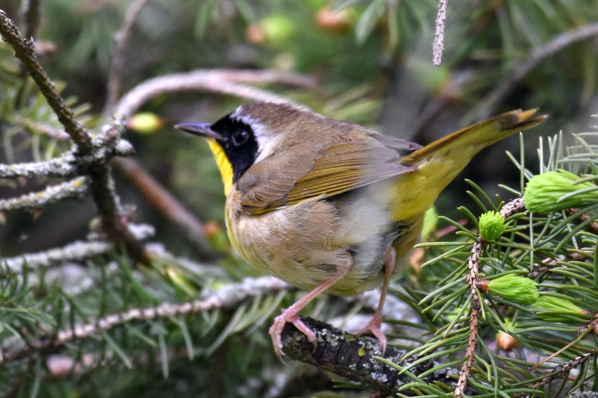 Looks rare to me! Common yellowthroat
