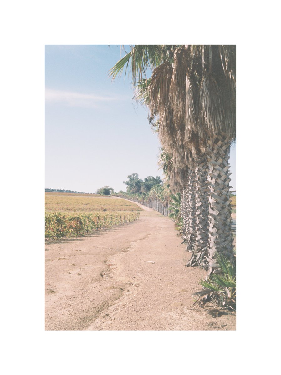 Boredlikehell's tweet photo. Zeiss Ikon Contessamat (35mm rangefinder)
Zeiss Color-Panter 1:2,8/45 Lens
Kodak Portra 400 (Overexposed 2 stops)

#35mm #analogphotography #analogisdifferent #analogforever #vintagecamera #nofilter #kodakportra400
#kodakfilm #zeissphotography #zeiss #zeissikon https://t.co/fZIbPUeWtC