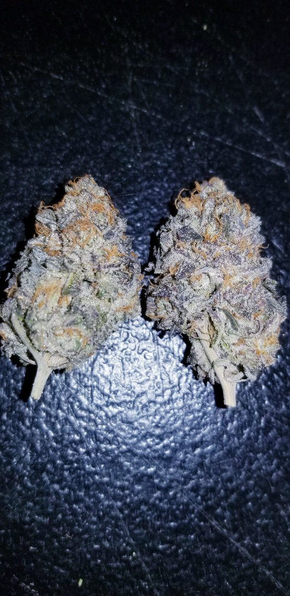 Cvltivation420's tweet photo. Topanga wedding 👈 👉8 inch bagel. Both be @ClvbPatio in a few weeks! 👀🤩🤤🔥🔥 #WeedLovers #omma #indica  #OKC #okc420 #420Life #DANK #cannabisculture https://t.co/Y9JNLlAhV2
