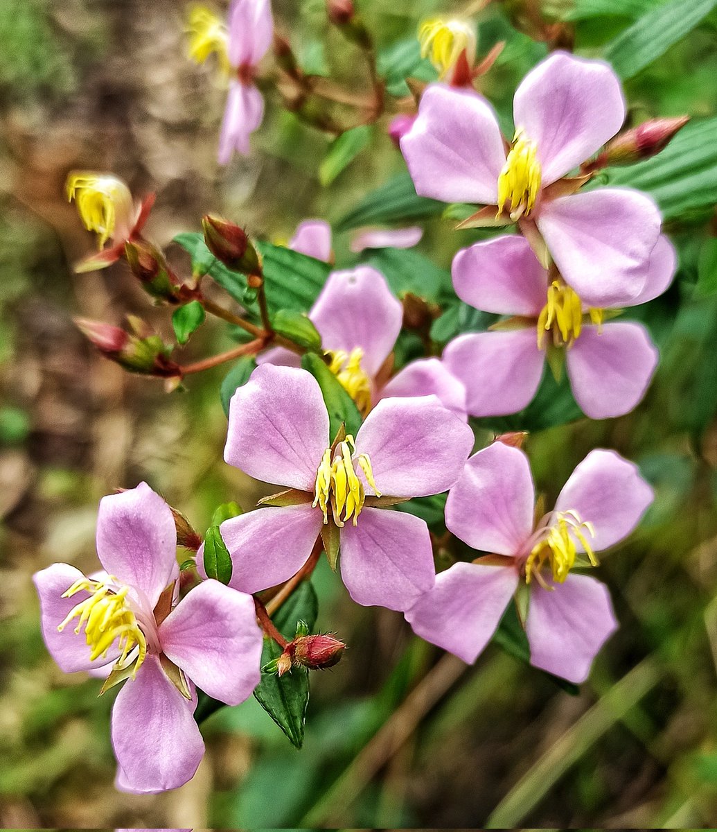 inclandj's tweet photo. En este día de la Biodiversidad celebremos su belleza, recordemos su importancia y luchemos por su conservación @INABIO_EC @inesmanzano @GustavoManriq_M @MigraMar @WWFEcuador @CI_Ecuador @WildGyeInitia @WCSEcuador @GIZEcuador #EcuadorEsBiodiverso #BiodiversityDay #Biodiversidad https://t.co/BMqbrMNNXO