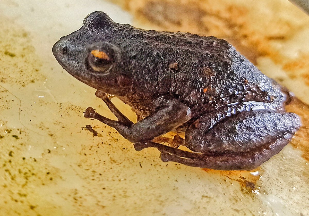 inclandj's tweet photo. En este día de la Biodiversidad celebremos su belleza, recordemos su importancia y luchemos por su conservación @INABIO_EC @inesmanzano @GustavoManriq_M @MigraMar @WWFEcuador @CI_Ecuador @WildGyeInitia @WCSEcuador @GIZEcuador #EcuadorEsBiodiverso #BiodiversityDay #Biodiversidad https://t.co/BMqbrMNNXO
