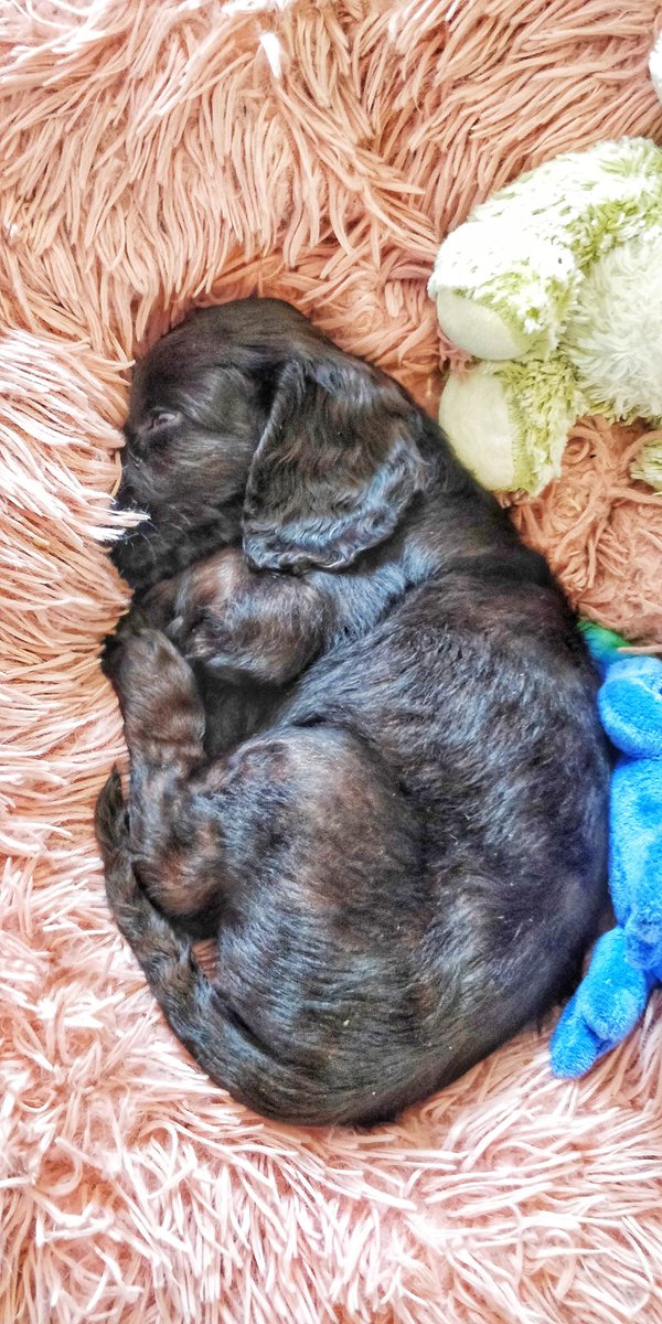ThisBrokenLens_'s tweet photo. PUPPIES. Meet Marci and Koda #puppies #dog #spaniel #cockerspaniel https://t.co/yCmFzMmJrV