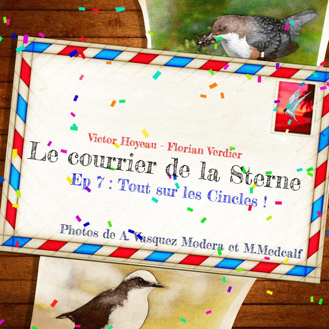 frenchbirder's tweet photo. Le CDLS est de retour ! Et aujourd'hui, on vous parle du petit #Cincle ! Tout ce qu'il faut savoir et bien plus encore avec @ImpossibleVids ici ^^
https://t.co/mlfuP5MbNb
https://t.co/J8jItIc5Pi
#oiseau #CDLS
Poke @SalamandreNET , on y parle d'un de vos livres ^^ https://t.co/E1XtgTCyDe